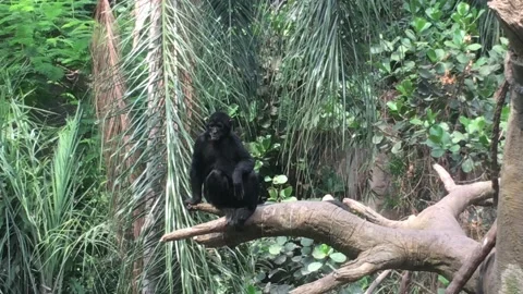 Monkey Looking About on Branch Vidéo 171437793