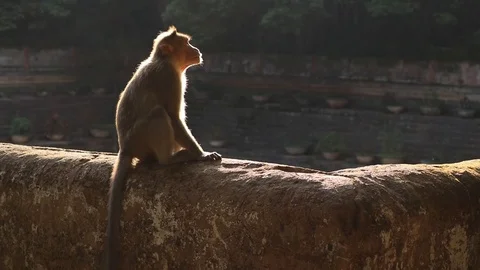 Monkey looking all around Stock Footage 101731679