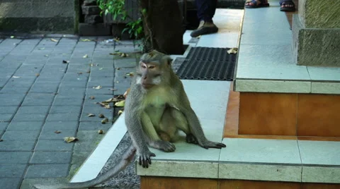 Monkey looking and scratching. Stock-Footage 67090279