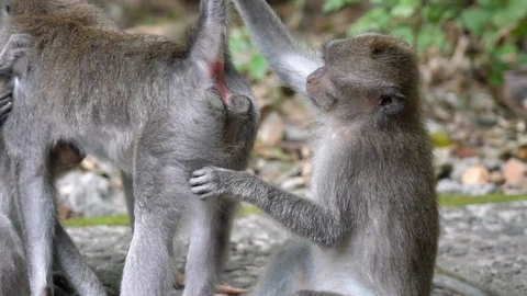 Monkey looking at the anuss / ass of an other monkey Stock Footage 91543392