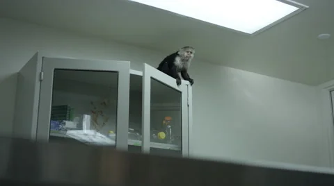 Monkey looking around and jumping from cabinet at veterinary clinic Vídeos de archivo 67555592