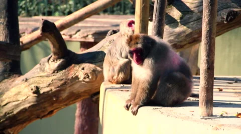 Monkey looking around Vídeos de archivo 46225363