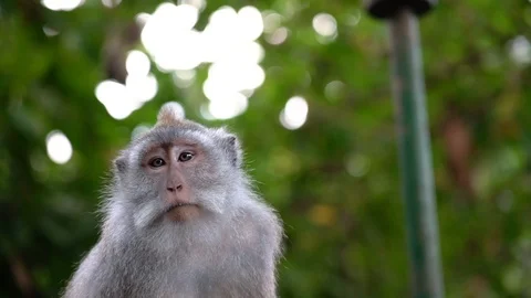 Monkey looking around quietly with a curious look Stock Footage 91543115