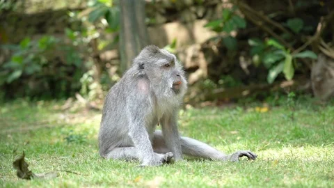 Monkey looking bored sit on the grass in the Monkey Forest of Ubud, Bali Stock Footage 91542973