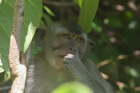 Monkey looking on the branch Stock Photos
