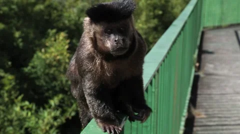 Monkey looking at the camera and going away Stock Footage 50980692