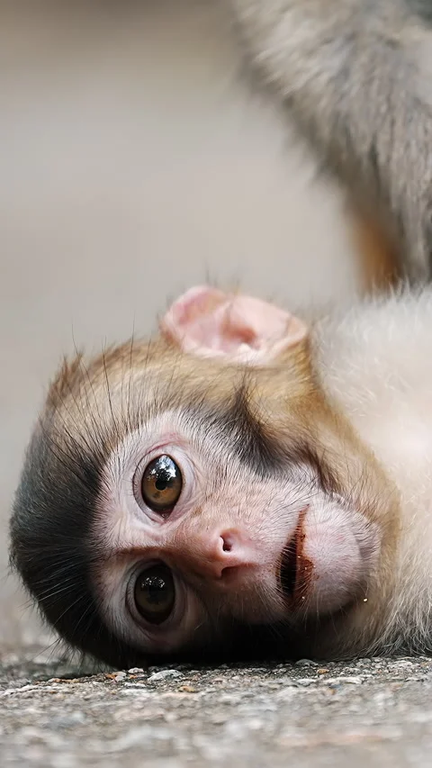 Monkey looking at camera close. 스톡 동영상 329437352