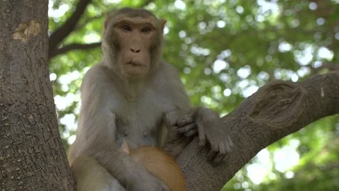 Monkey looking at the camera holding an orange cat Stock Footage 92473697