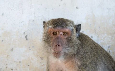 Monkey looking at camera. monkey face Stock Photos