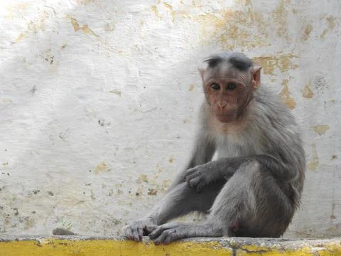 Monkey looking at camera Foto stock