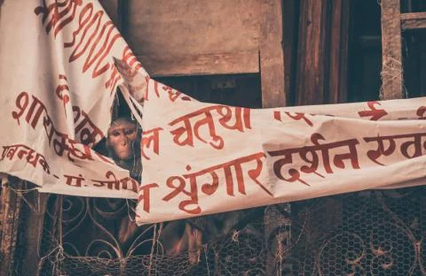 Monkey looking at the camera through a white blanket with red letters on the Stock Photos