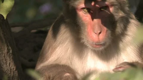 Monkey looking into the camera while grooming another monkey 스톡 동영상 12230188