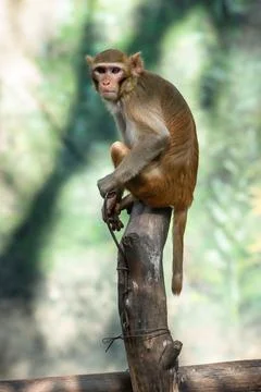 Monkey looking carefully at camera in zoo in Thailand Stock Photos