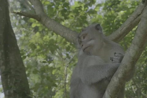Monkey Looking Down Stock-Footage 246410478