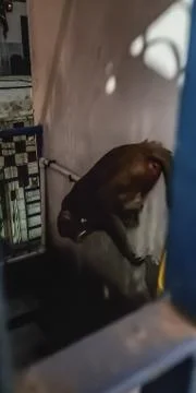 MONKEY LOOKING DRINKING WATER SO THAT SAVE WATER Stock Photos