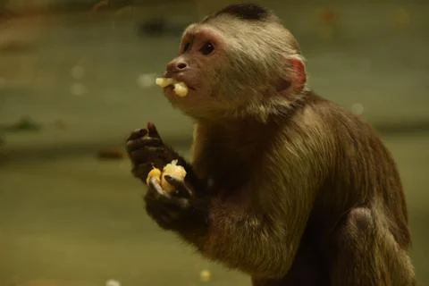 Monkey looking up, eating fruit Stock Photos