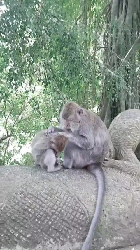 Monkey looking for fleas 스톡 동영상 273970387