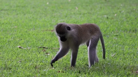 Monkey looking for food Stock Footage 156625308