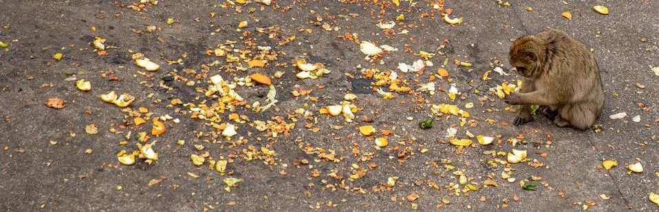 Monkey looking for food at the garbage dump Stock Photos