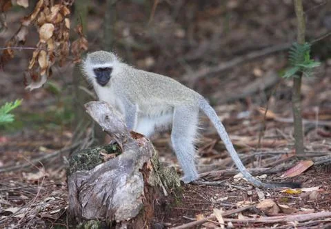 Monkey looking for food Stock Photos