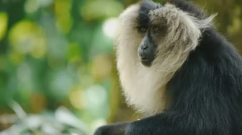 Monkey Looking Stock Footage