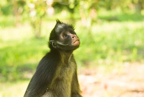 Monkey looking up with green background Stock Photos