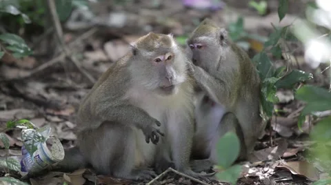 Monkey looking for insects Vídeo Stock 49249031