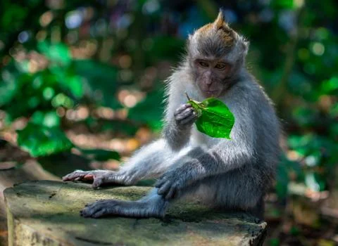 Monkey looking for Leaf at the monkey forrest in Ubud, bali Stock Photos
