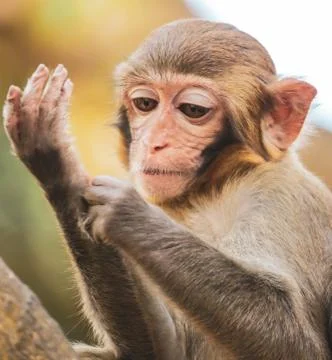 Monkey Hair Stock Photos & Images ~ Royalty Free Images | Pond5 Monkey Hair Stock Photos & Images ~ Royalty Free Images | Pond5