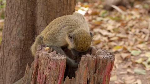 Monkey looking for nuts in a hole of a broken tree Stock Footage 305236724