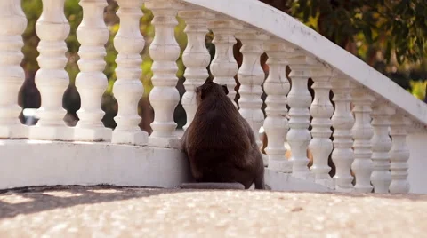 Monkey looking out over a bridge Stock Footage 49153797
