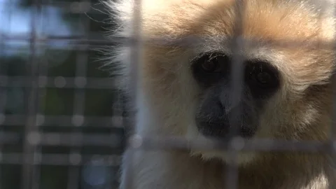 Monkey looking out sadly from cage animal welfare 4K Stockbeeldmateriaal 92163369