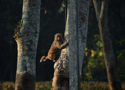 Monkey looking Stock Photos