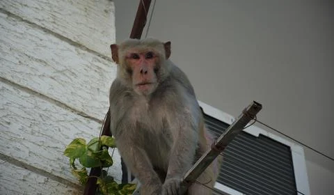 Monkey looking Foto stock