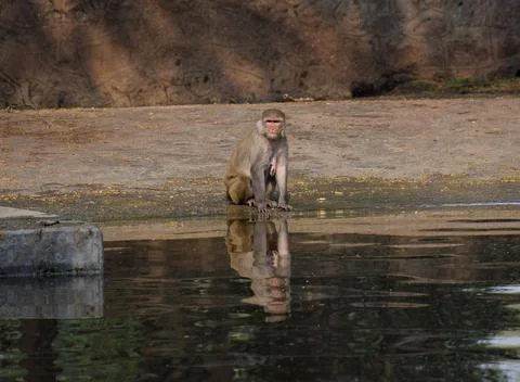 Monkey looking Stock Photos