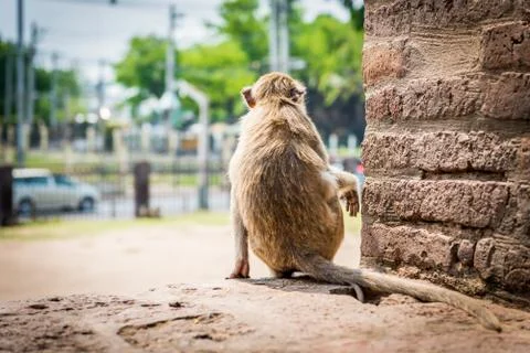 Monkey looking the road Stock-Fotos