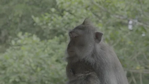 Monkey Looking Sad Stock-Footage 246410469