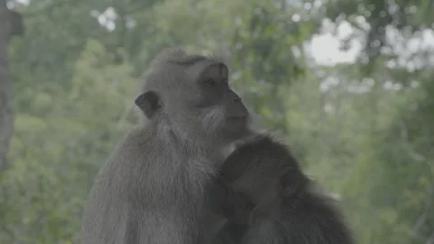 Monkey Looking Sad Stock-Footage 246410473