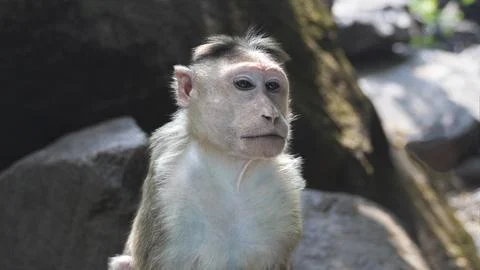 Monkey looking sideways against the backdrop of jungle rocks Foto stock