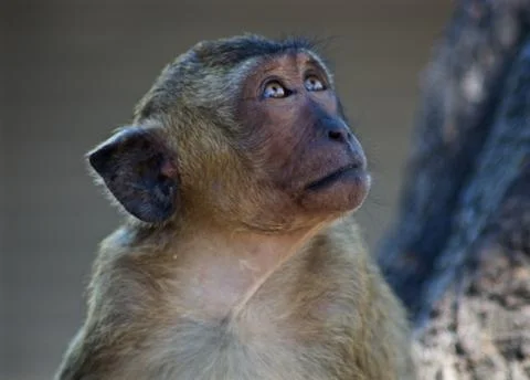 Monkey looking at sky Stock Photos