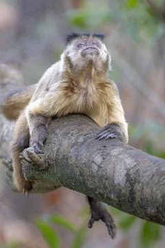 Monkey looking skywards Stock Photos