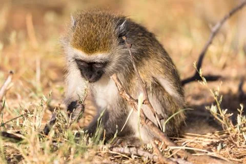 A monkey is looking for something in the grass Stock Photos