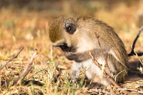 A monkey is looking for something in the grass Stock Photos