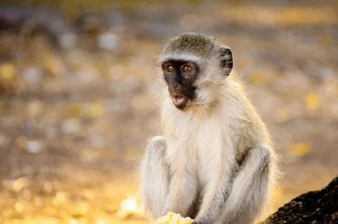 Monkey looking surprised and shocked Stock Photos