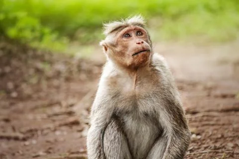 Monkey looking up with tears Stock Photos