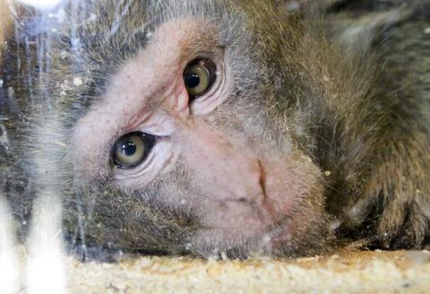 The monkey is looking thoughtfully straight, a large portrait of a macaque Stock Photos