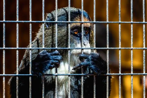 Monkey looking through zoo cell Stock Photos