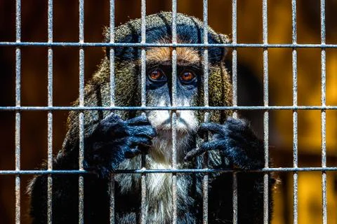 Monkey looking through zoo cell Stock-Fotos