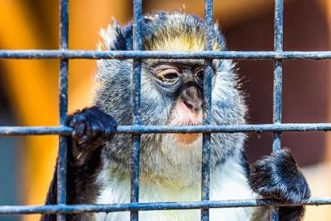 Monkey looking through zoo cell Stock Photos