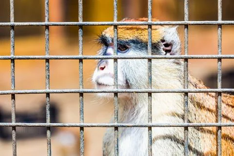 Monkey looking through zoo cell Stock Photos